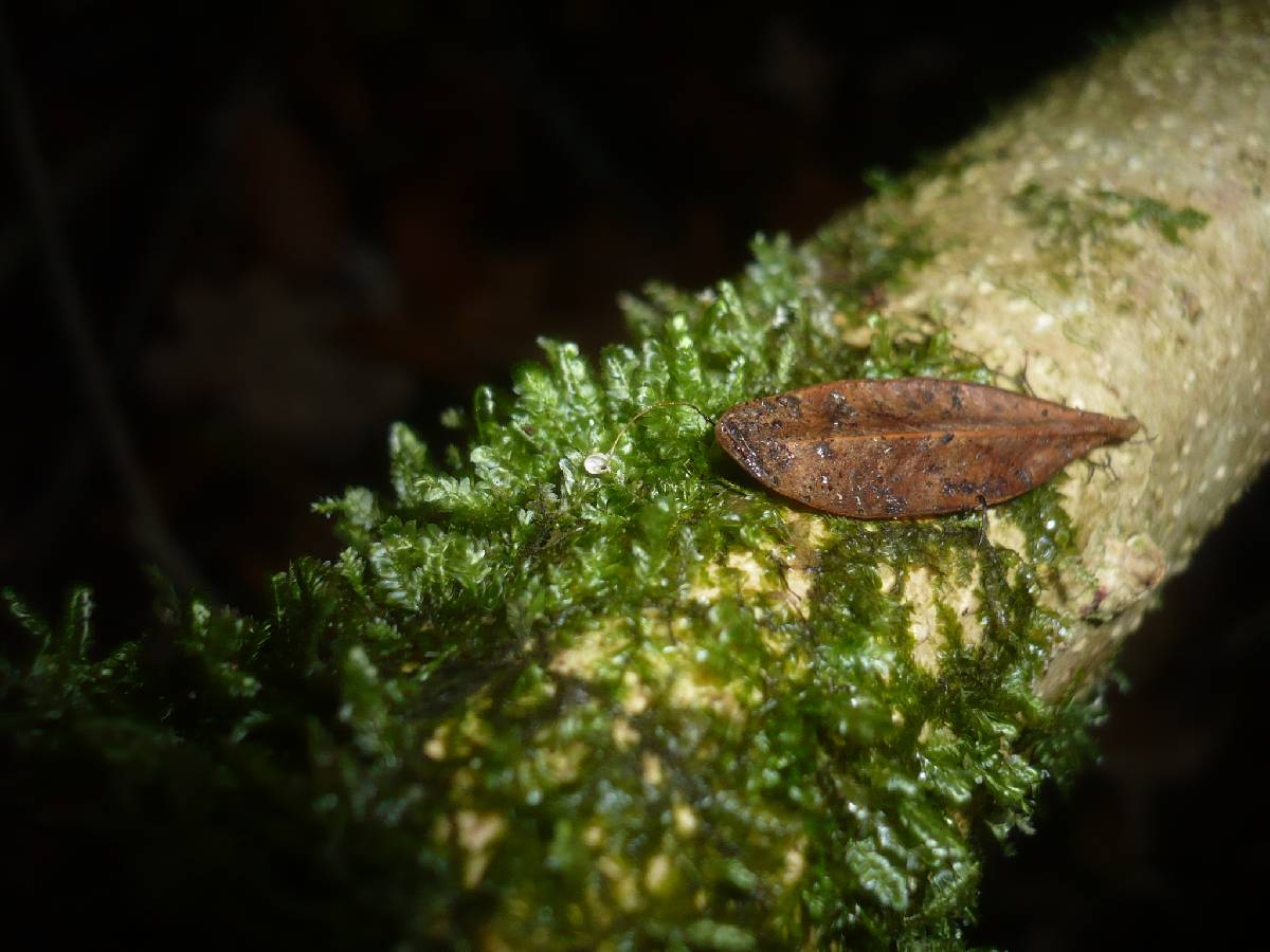 Marasmius buxi image