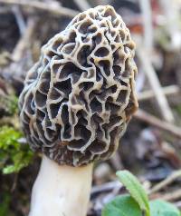 Morchella esculentoides image