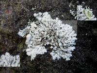 Pyxine sorediata image