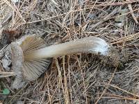 Entoloma vernum image