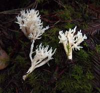 Clavulina coralloides image