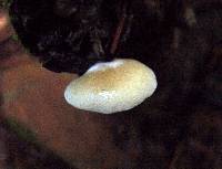 Crepidotus mollis image