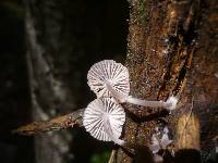 Mycena rubromarginata image