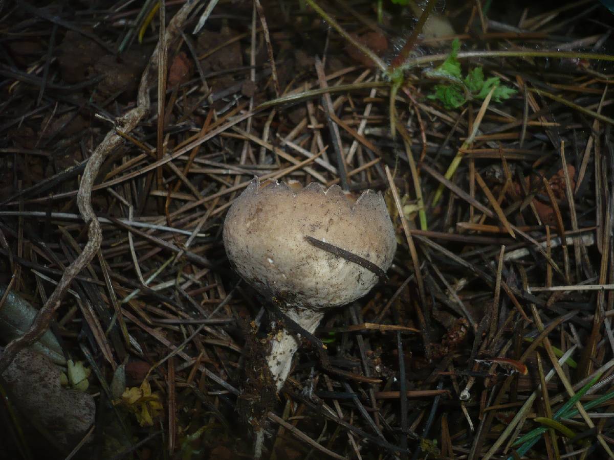 Neournula pouchetii image