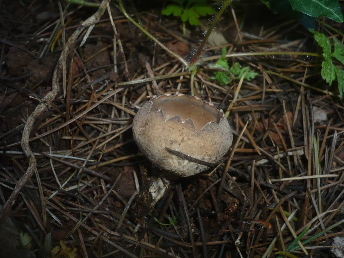 Neournula pouchetii image