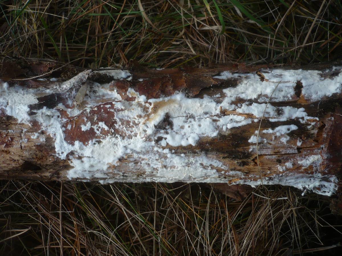 Postia rennyi image