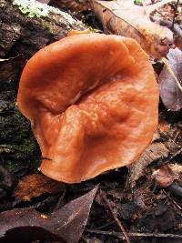 Gyromitra brunnea image