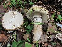 Amanita vernicoccora image