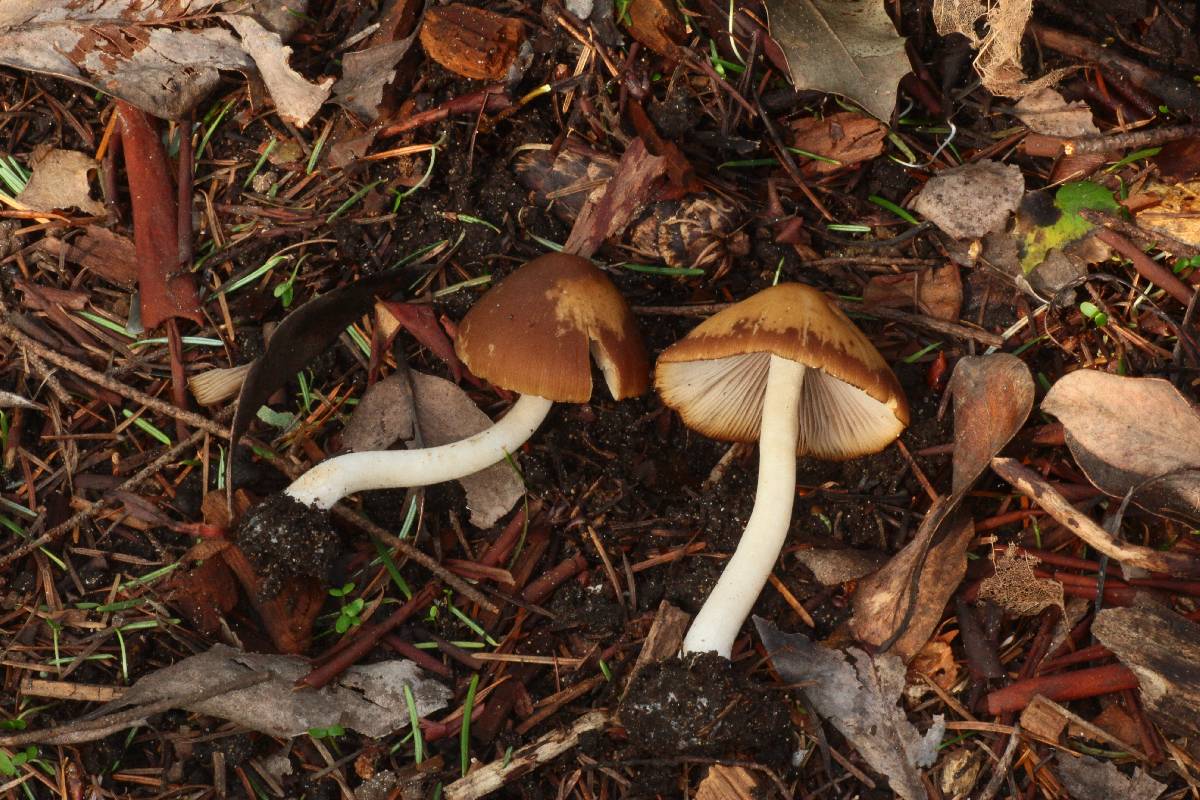 Psathyrella vesiculocystis image