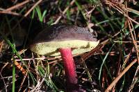 Boletus zelleri image