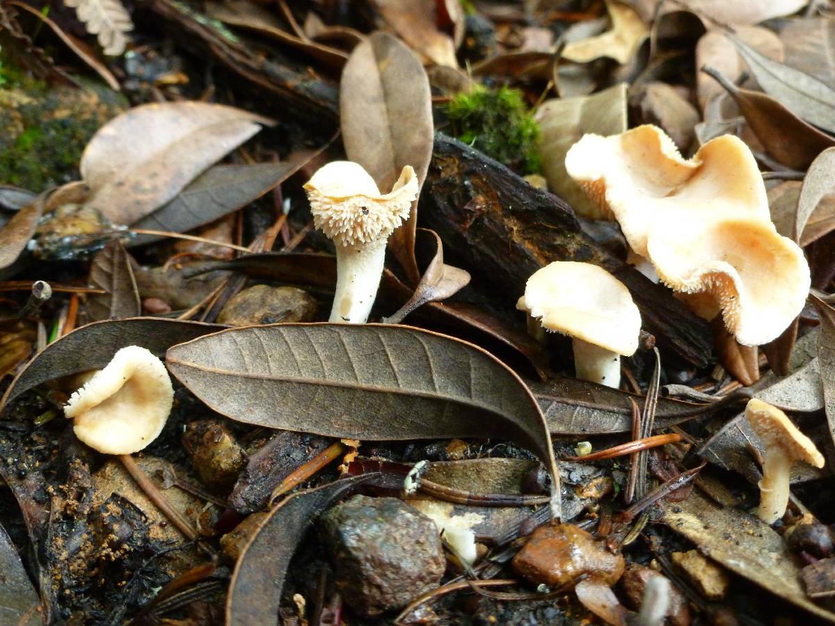 Hydnum oregonense image