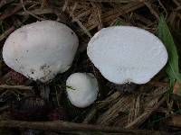 Lycoperdon pratense image