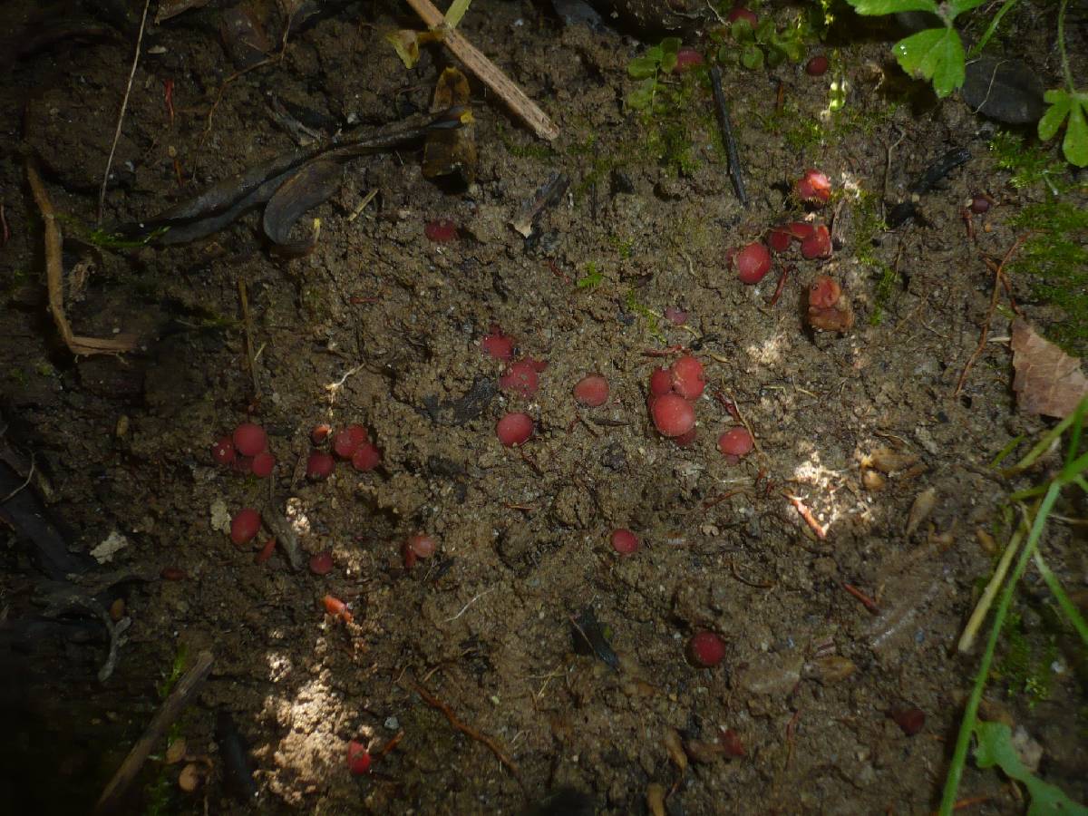 Parascutellinia violacea image