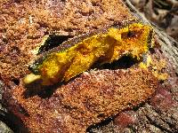 Fuligo septica image