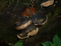Phellinus igniarius image