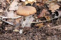 Psathyrella delineata image