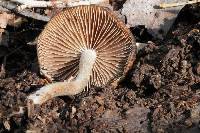 Psathyrella delineata image