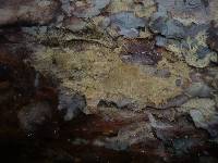 Xenasmatella vaga image