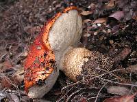 Leccinum manzanitae image