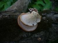 Polyporus alveolaris image