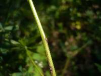 Puccinia punctata image