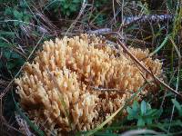 Ramaria flavobrunnescens image