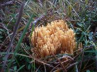 Ramaria flavobrunnescens image