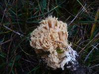 Ramaria flavobrunnescens var. aurea image