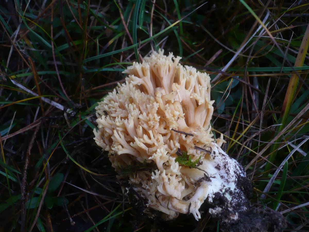 Ramaria flavobrunnescens var. aurea image