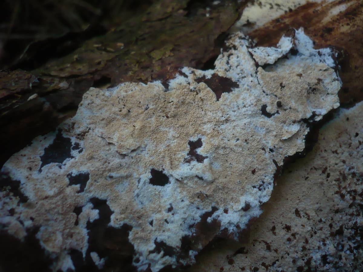 Resinicium bicolor image