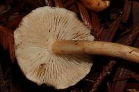 Tricholoma aurantio-olivaceum image