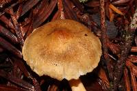 Tricholoma aurantio-olivaceum image