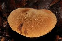 Cystoderma fallax image