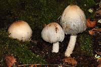 Coprinopsis insignis image