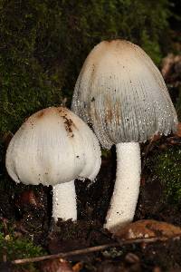 Coprinopsis insignis image