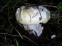 Amanita vernicoccora image