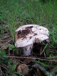 Amanita vernicoccora image