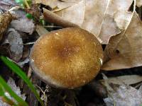 Pluteus romellii image