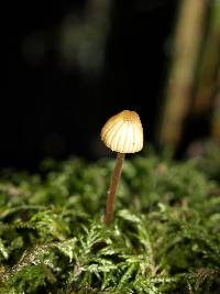 Galerina vittiformis image