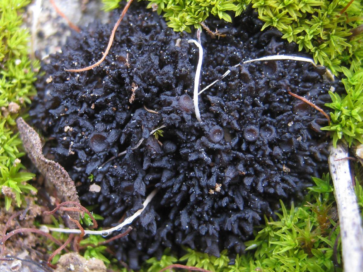 Leptogium schraderi image