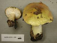 Tricholoma intermedium image