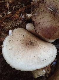 Pluteus petasatus image