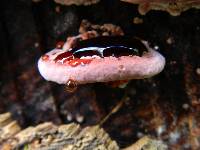 Fomitopsis cajanderi image