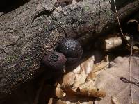 Daldinia childiae image