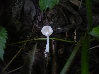 Leucoagaricus serenus image