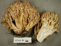 Ramaria acrisiccescens image