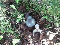 Clitocybe odora image