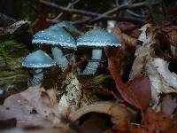 Stropharia aeruginosa image