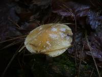 Stropharia caerulea image