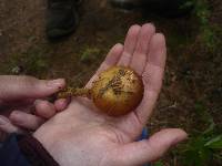 Hemistropharia albocrenulata image